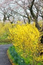 Yellow Forsythia and cherry trees along the walkway at Funaoka Castle Ruin Park,Shibata,Miyagi,Tohoku,Japan during spring. Royalty Free Stock Photo