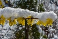 Blooming Forsythia Oleaceae covered with a snow