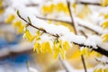 Yellow forsythia covered by snow.