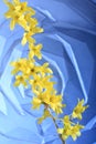 Yellow forsythia flowers
