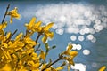 Yellow forsythia flowers