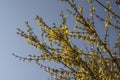 Yellow forsythia flowers against clear blue sky Royalty Free Stock Photo