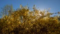 Yellow forsythia flowers against the blue sky Royalty Free Stock Photo