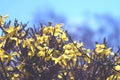 Yellow forsythia flowers. Yellow blossoms of forsythia bush. First blooming bush in spring Royalty Free Stock Photo