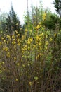 Yellow Forsythia flowers branches, spring blooming season, green nature background Royalty Free Stock Photo