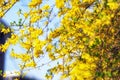 Yellow forsythia flowers