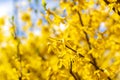 Yellow Forsythia Flowers Macro Photo