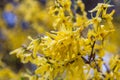 Yellow forsythia flowers. Norwood Grove Park, London, UK