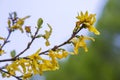 Yellow forsythia flowers. Norwood Grove Park, London, UK