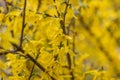 Yellow forsythia flowers. Norwood Grove Park, London, UK