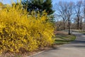 Yellow Forsythia Flowers during Spring at Central Park along an Empty Trail in New York City Royalty Free Stock Photo