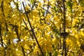 Yellow Forsythia Royalty Free Stock Photo