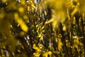 Yellow Forsythia Royalty Free Stock Photo