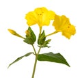 Yellow Four o`clock flowers Royalty Free Stock Photo