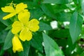 Yellow four petalled flowers with green leaves