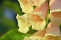 Yellow foxglove flower water drop Royalty Free Stock Photo