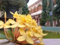 Yellow fragipani flower in