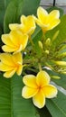 The yellow fragrant cempaka flower is very beautiful in the morning