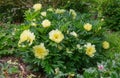 Yellow fragrant flowers of the paeonia bartzella