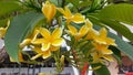 Yellow Frangipani Blossom