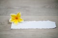 Yellow frangipani flower and blank torn paper on white wooden background. Copy space for your text message Royalty Free Stock Photo