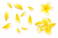 Yellow frangipani flower set with Petals on white background from different angles