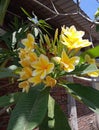 This yellow frangipani flower is very refreshing to the eyes