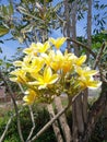 This yellow frangipani flower is very refreshing to the eyes