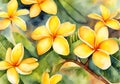 Yellow frangipani flower, watercolor illustration in arrange on natural bakcground.