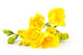 Yellow freesia