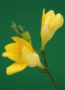 Yellow freesia