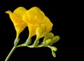 Yellow freesia on a black