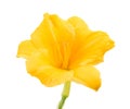 Yellow freesia flower