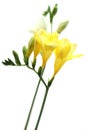 Yellow Freesia on White