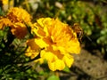 Yellow French Marigold and a bee.