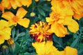 Yellow french marigold flower in Japan