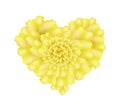 Yellow French Marigold Flowers in A Heart Shape