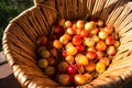 Yellow fresh cherry in basket. Top view, Rainier cherries.berries in a wicker basket.Harvest time