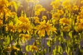 Yellow fresh daisy field, blooming spring flowers over warm sunset, wildflower meadow, peaceful glade, beautiful garden Royalty Free Stock Photo