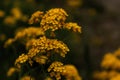 Beautiful yellow flower, green, nature, spring, fresh, nature