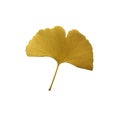 Yellow fresh ginkgo leaf isolated, medicinal organic plant, clipping path cutout object, eco-friendly environment concept Royalty Free Stock Photo