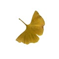 Yellow fresh ginkgo leaf isolated, medicinal organic plant, clipping path cutout object, eco-friendly environment concept Royalty Free Stock Photo