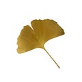 Yellow fresh ginkgo leaf isolated, medicinal organic plant close-up, cutout object, eco-friendly environment concept Royalty Free Stock Photo