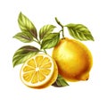 Yellow fresh lemon on a branch with leaves and half a lemon with juicy slices, watercolor illustration, white background Royalty Free Stock Photo