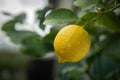 Yellow fresh lemon on a tree branch in the garden after the rain. Homemade fruits, craft production Royalty Free Stock Photo