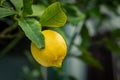 Yellow fresh lemon on a tree branch in the garden after the rain. Homemade fruits Royalty Free Stock Photo