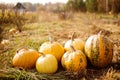 Yellow fresh pumpkins in bright sunlight on the grass, toned. Autumn harvest of pumpkins.