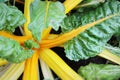 Yellow fresh rainbow Swiss chard growing in farm. Close up shot to stem