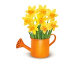 Yellow fresh spring flowers in green watering can. Royalty Free Stock Photo