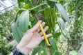 Yellow Fresh Vanilla beans Royalty Free Stock Photo